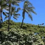 mahalo summer Sale中の画像