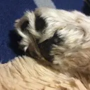 Suiの画像