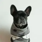 わかめの画像