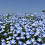 nの画像