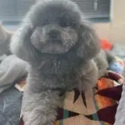 ノアノアの画像