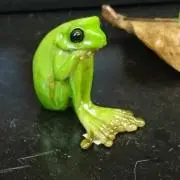 りいの画像