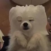 Apolloの画像
