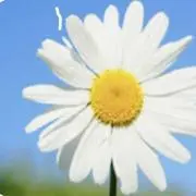 わんわんの画像