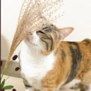 myu 【土日発送になります】の画像