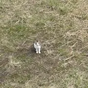 ノラドラ