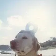 ゆの画像