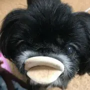 omochiの画像