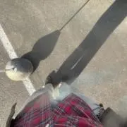 やきにく