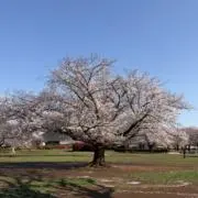kikiの画像