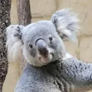 shmatbog