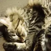 ҡ✡.*