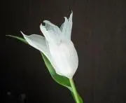 KONの画像