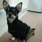 かい