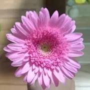 アイビィgreen-4の画像