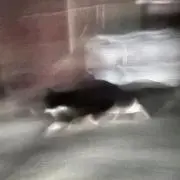 しゅぴんがーら