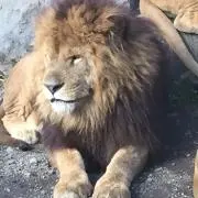 ライぞうの画像
