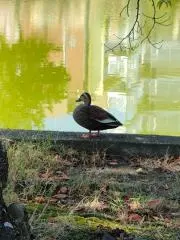 つきの画像