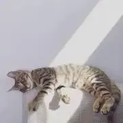 Tの画像