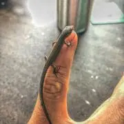 こーちゃん