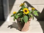 まとめ買いでお得☆