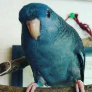 らんちゃん