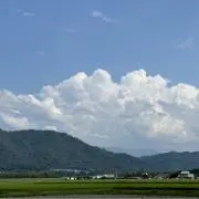 すずの画像