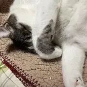 せんプロフ必読の画像