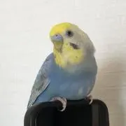 ㅤᘗ⃒ᓓ̸ᐠの画像