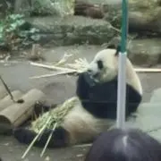 一般人