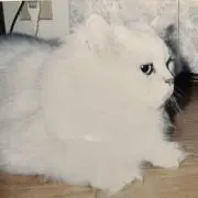 ムーの画像