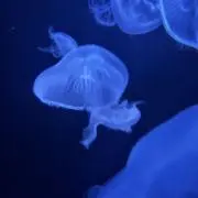 N.  プロフ必読の画像