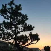 松枝