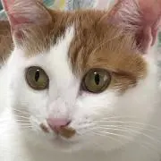 Kinanekoの画像