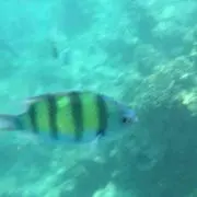 あいこすの画像