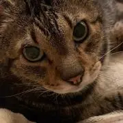 ちゃんまるねるしの画像