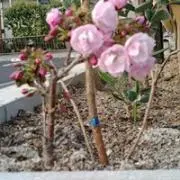 アポチェル