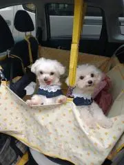 のばらの画像