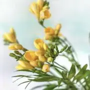 アイの画像