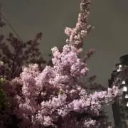 くろみあにの画像