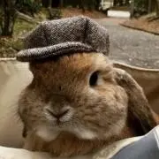 ニコの画像