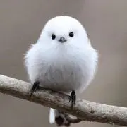 フミ