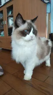 ニャックス♪の画像