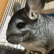 チンチラ大好きの画像
