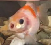なーたんの画像