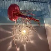 クラゲの画像