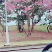 みー
