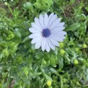 ys_sの画像