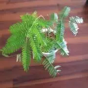 しいさんの画像
