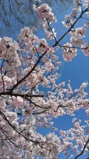 natsuuの画像